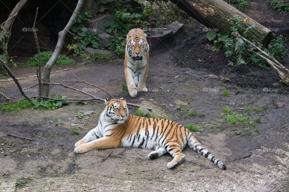 Tigers 