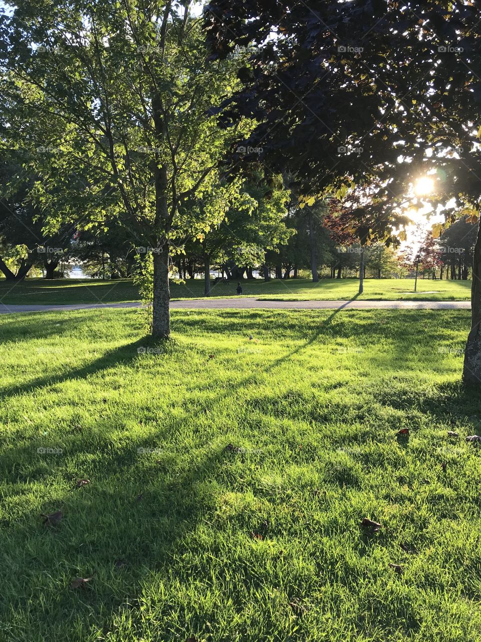 Sun shining through trees at a park