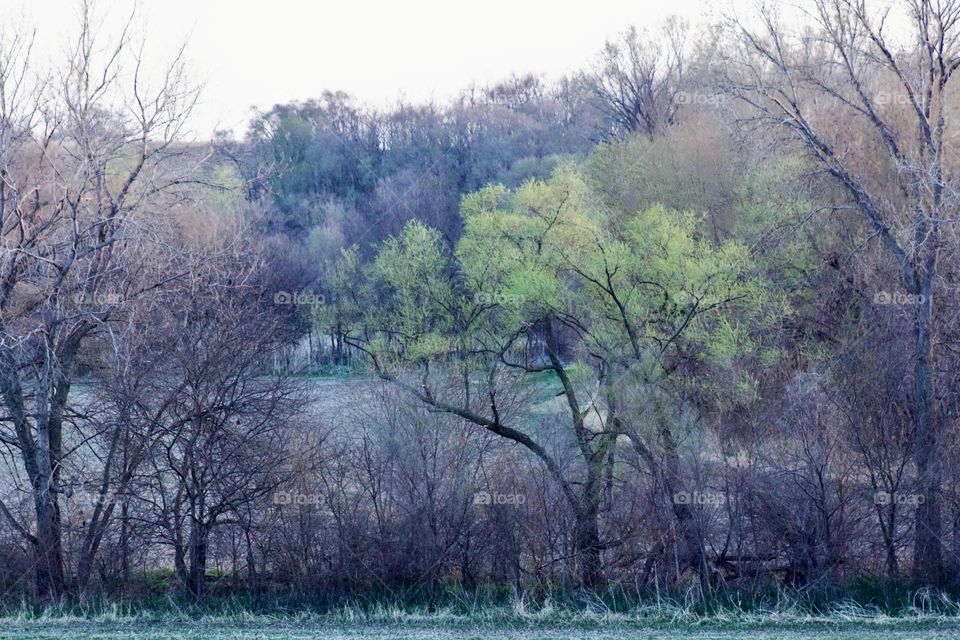 Tree-covered hills coming alive again in early spring 