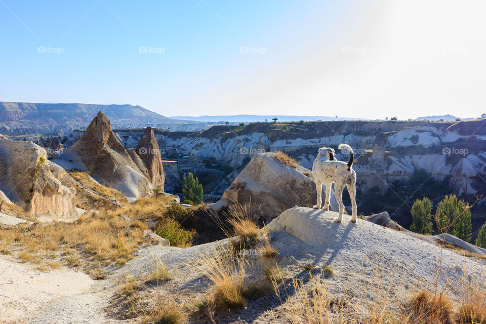 Dog in Cappadocia, Turkey