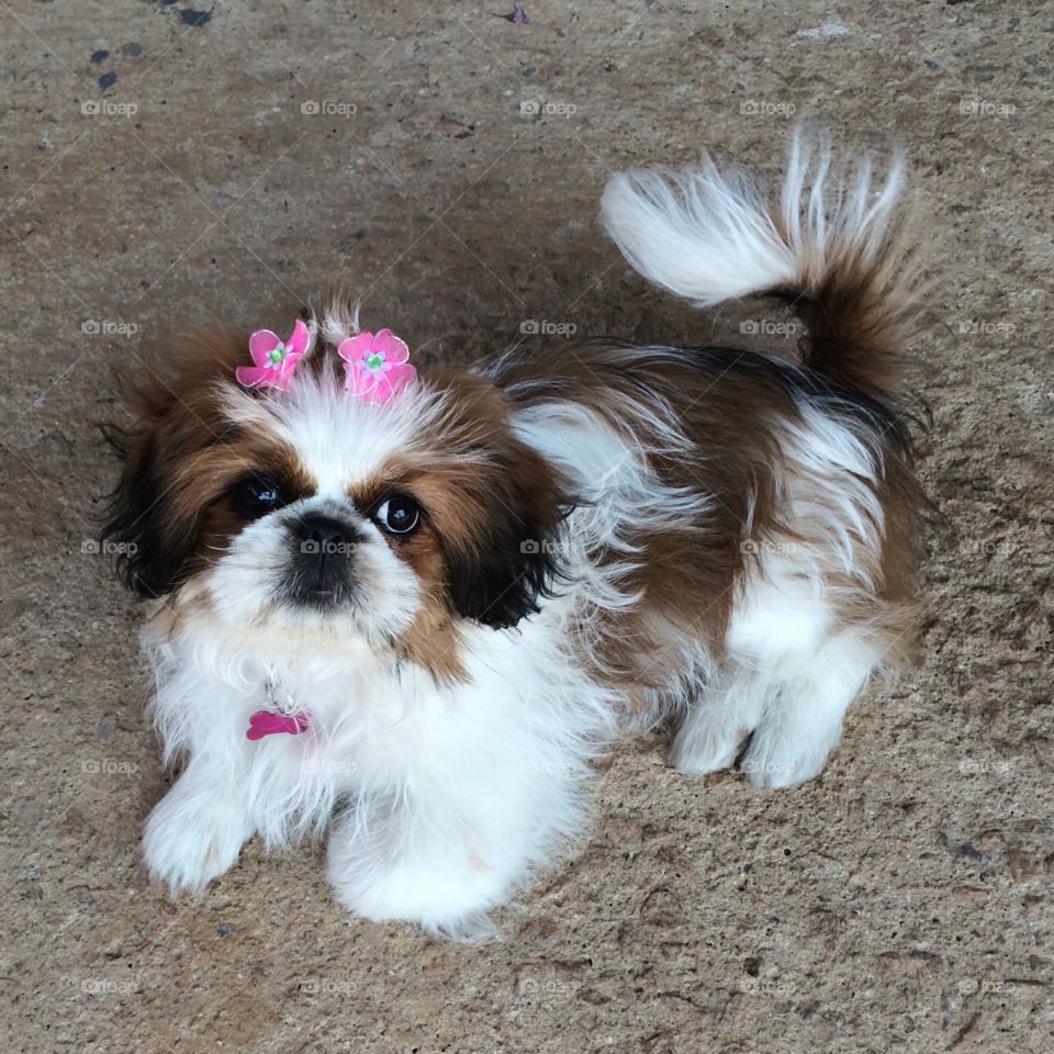 Nossa linda Pepita bem produzida. Por que as cachorrinhas também tem elegância!