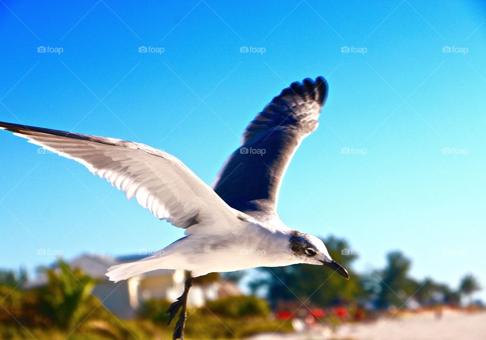 Seagull flying 