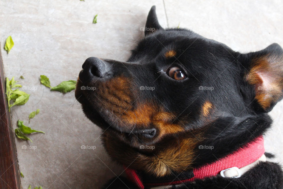 The face of a rottweiler when caught by surprise