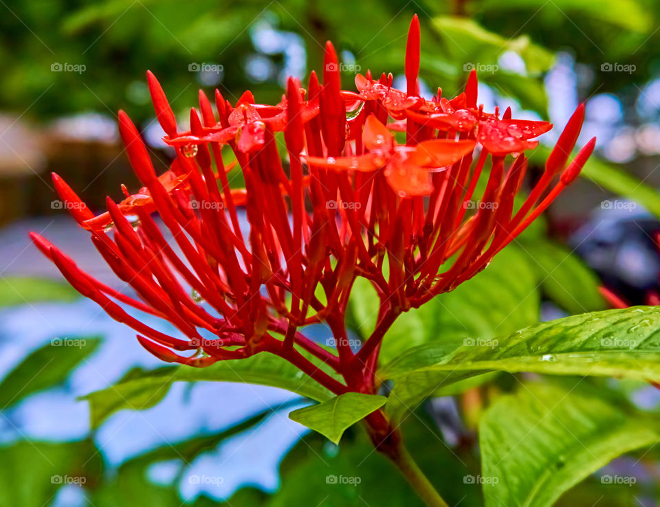 Floral photography - Chinese ixora - Natural Lighting