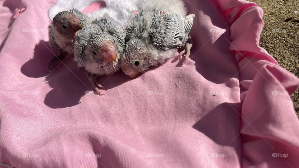 baby cockatiel