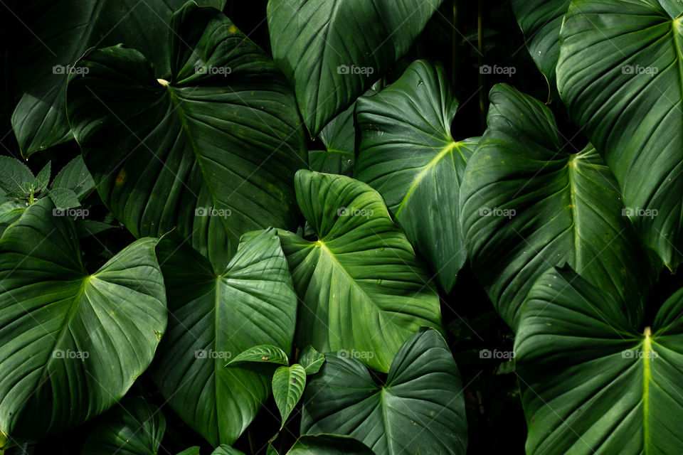 A Group of Taro Leaves in the Forest