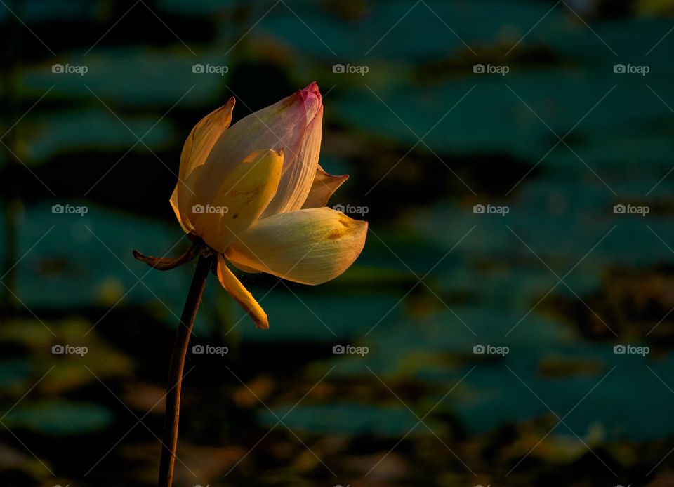 Floral photography - Lotus - Closeup 