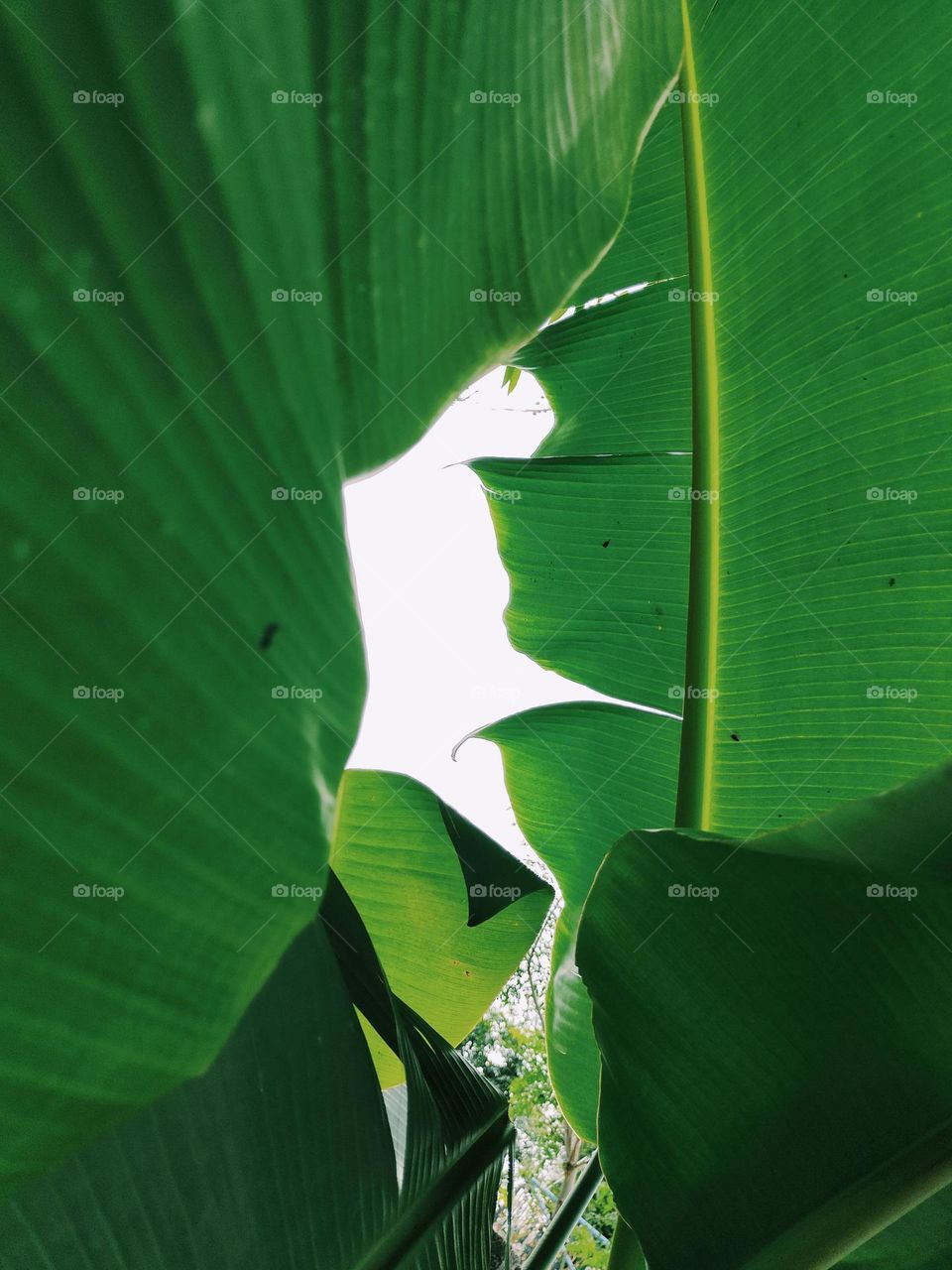 leaf drawing - The Man sitting in center