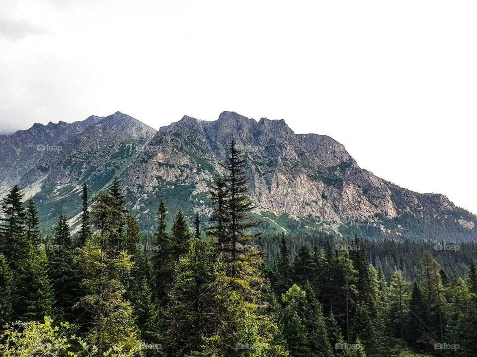 Pine forest and peaks among the tatra mountains in Slovakia