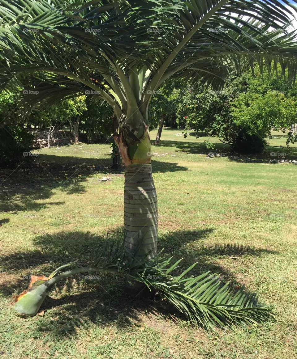 Palm tree