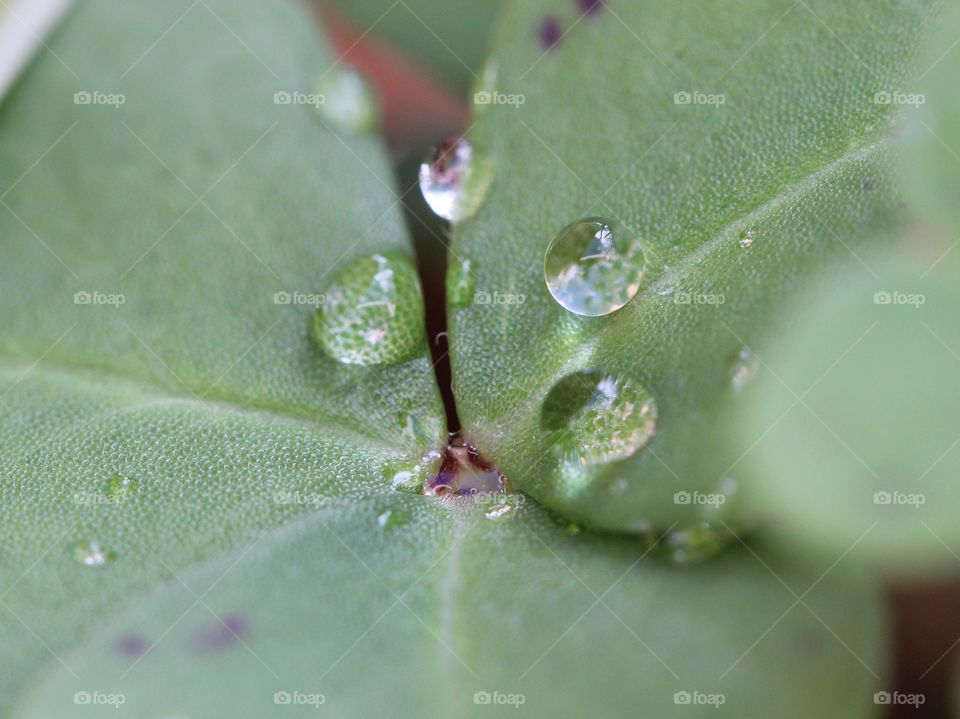 Beautiful clover with raindrops