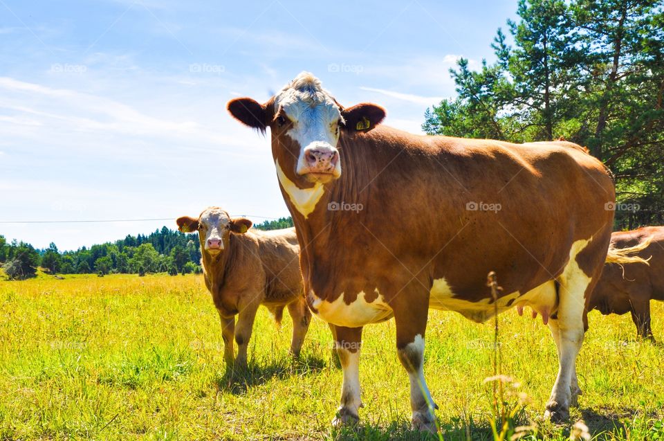 Cows standing on grassy field