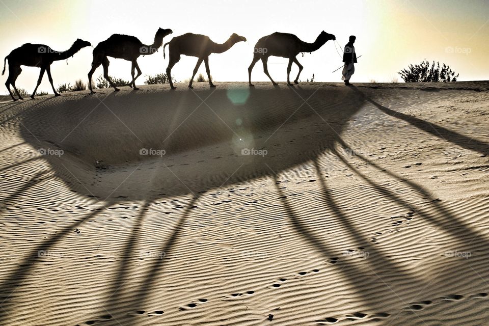 The desert trek . Man leads camels through Thar desert, India 