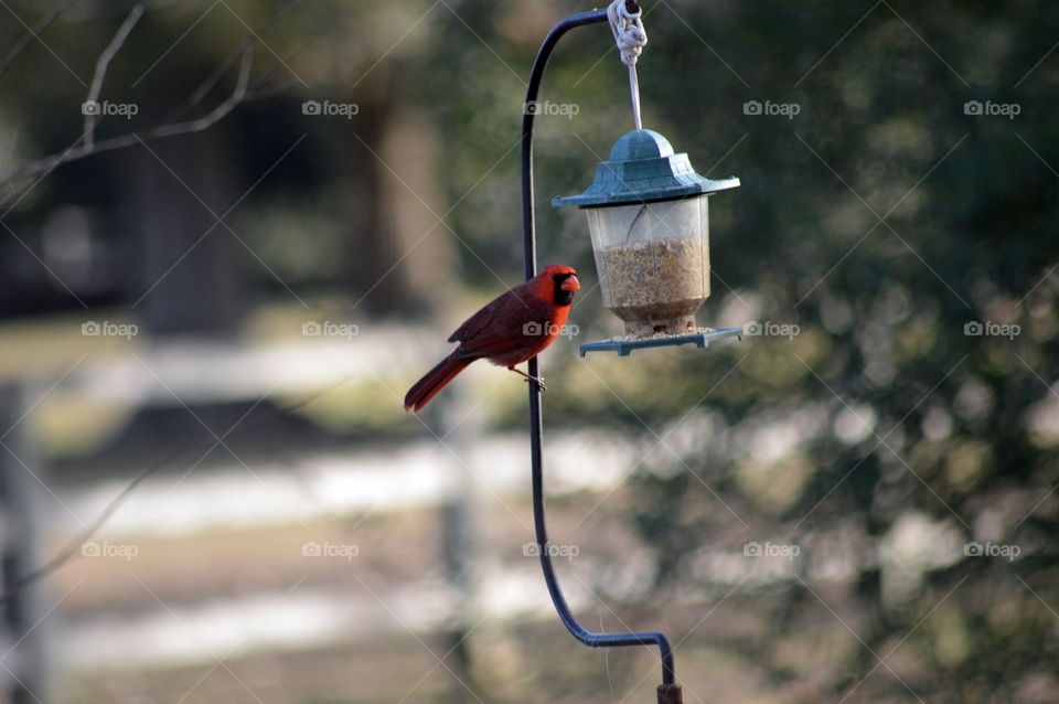 Cardinal red bird at the feeders 
