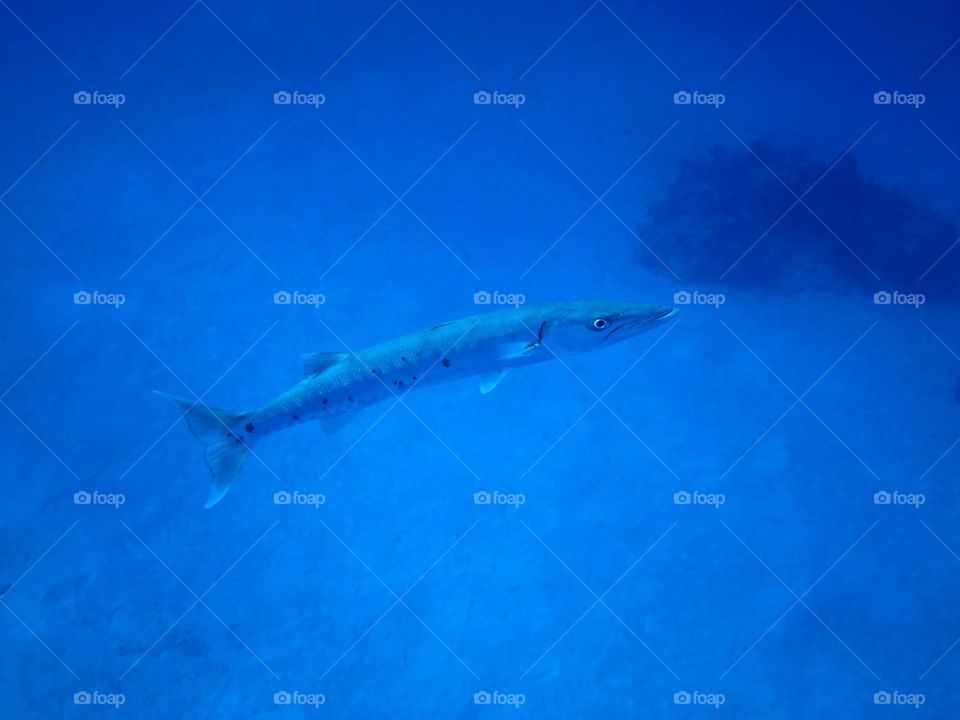 Barracuda. Barracuda spot it off the dive boat west of Nassau