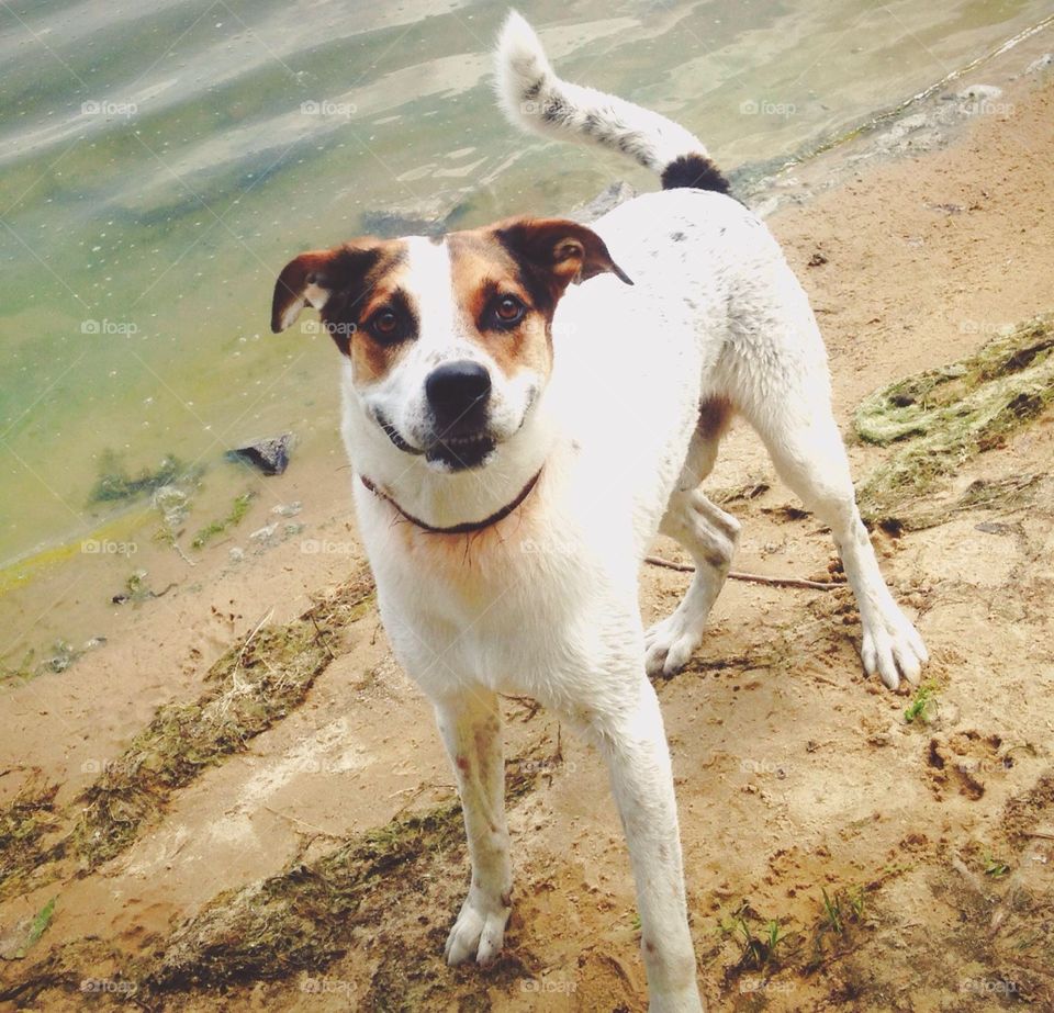 Dog, Pet, Cute, Mammal, Animal