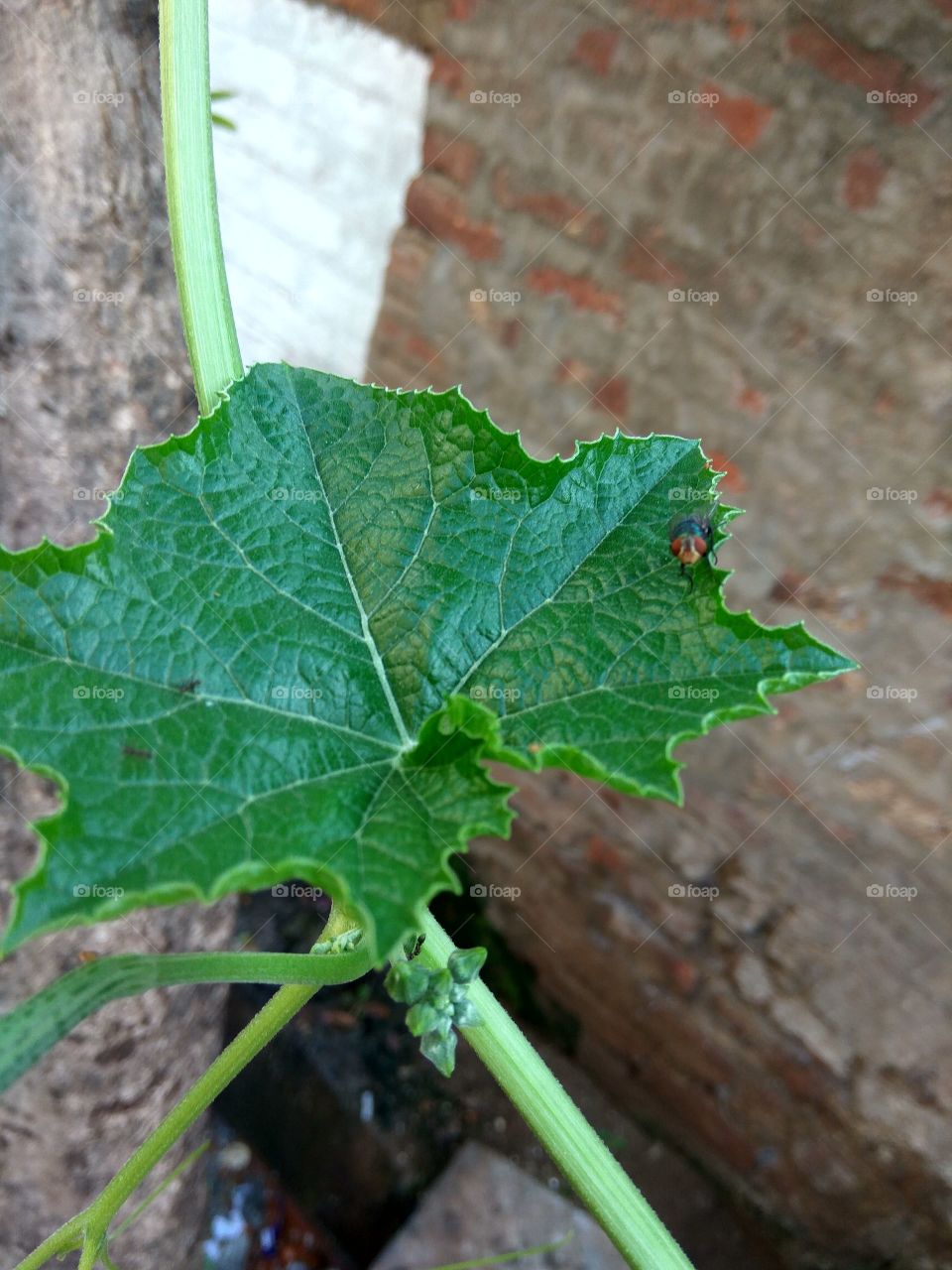 A leaf on ant and big fly both ara here