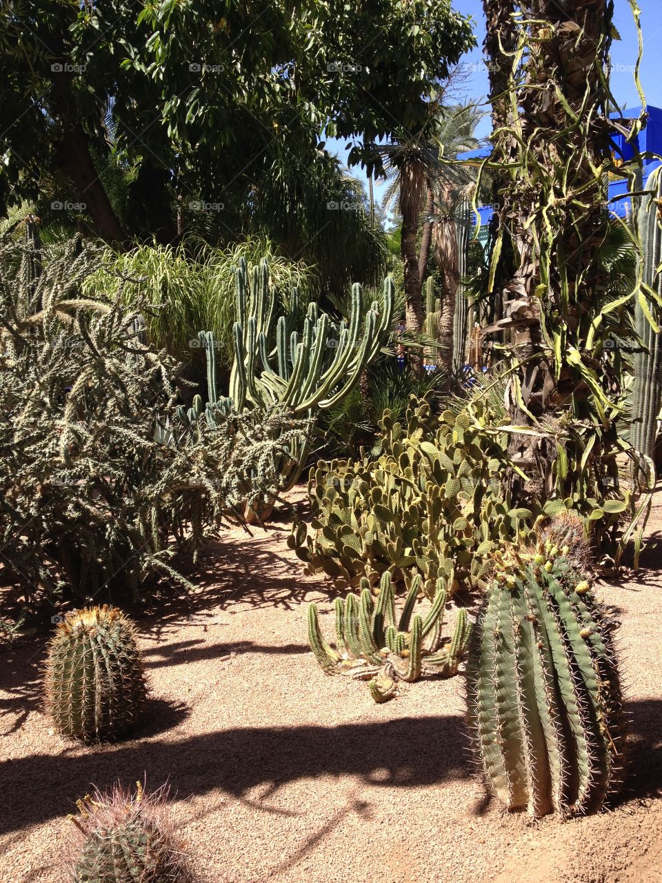 Cactus garden, Jardin Majorelle