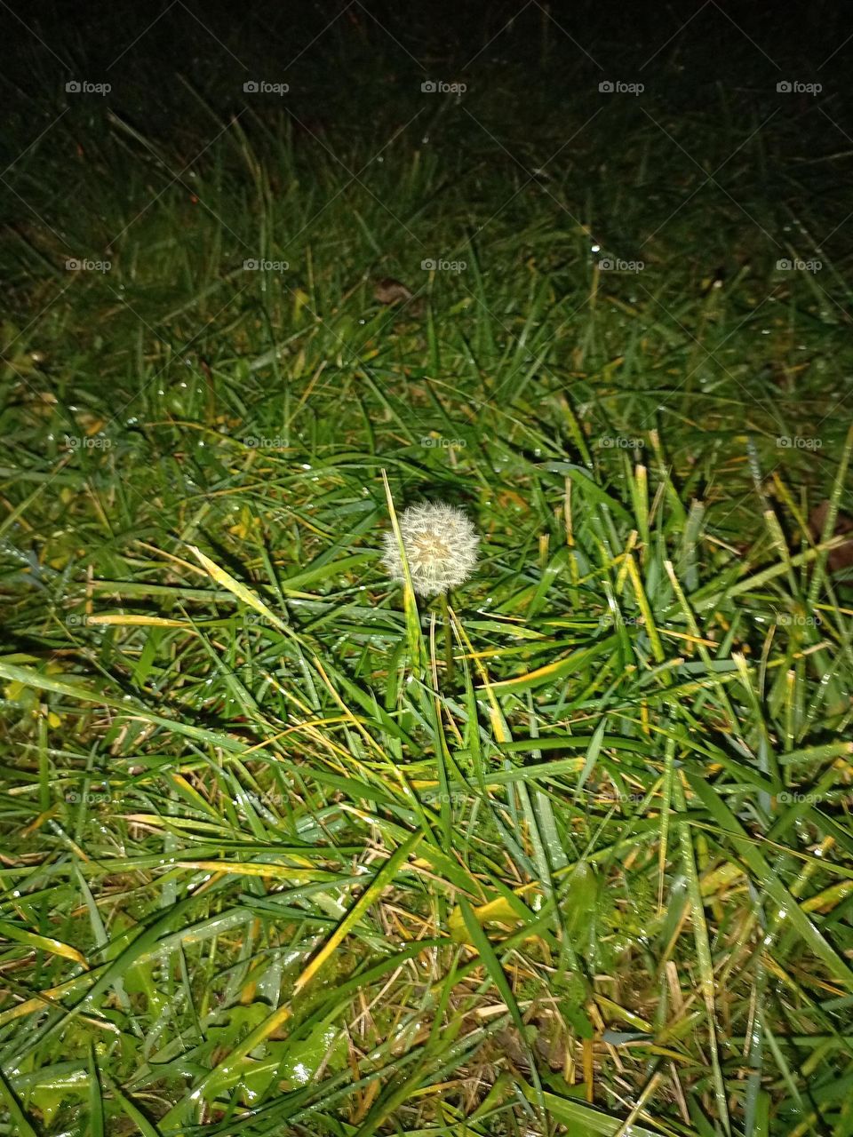 dandelion in december