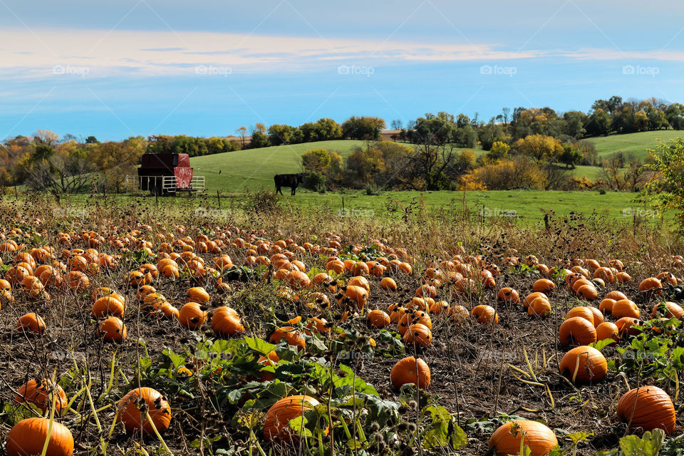 Pumpkin patch ready for harvest 