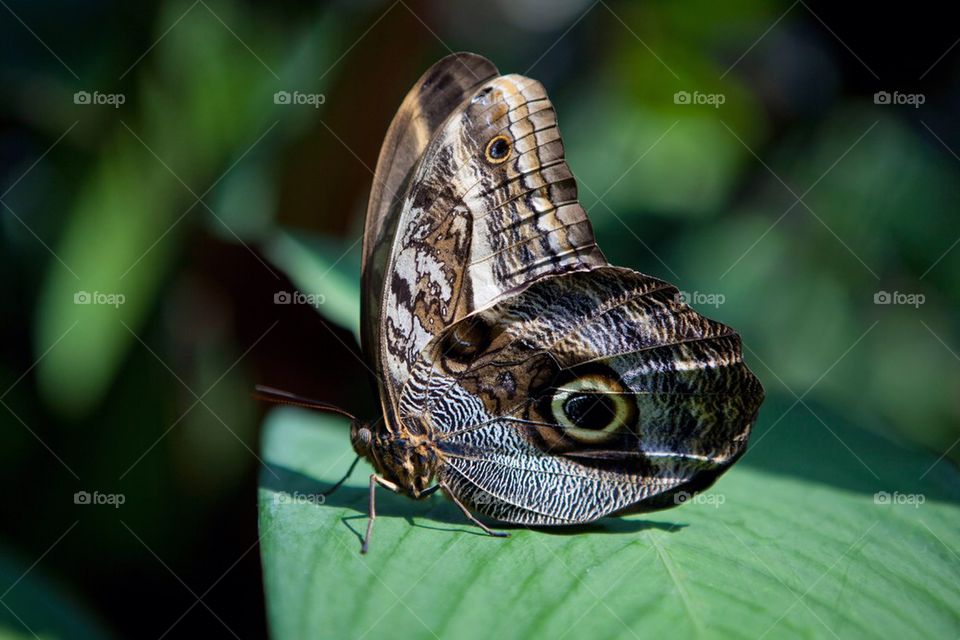 Owl eye butterfly