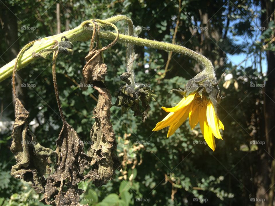 Dead sunflower