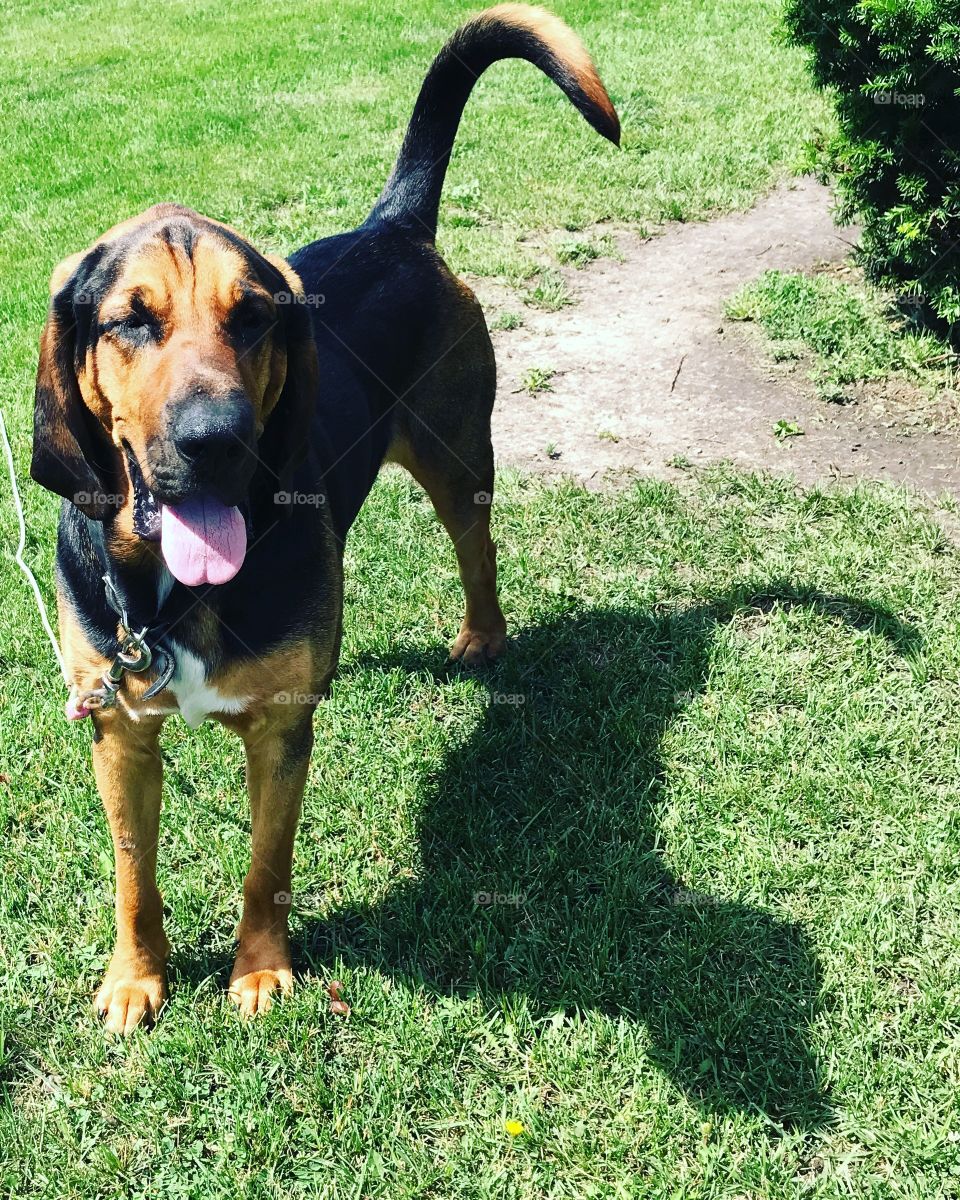 Bloodhound dog and his shadow