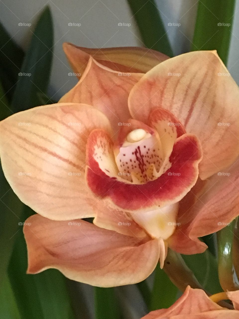 Sweet Fragrant orange orchid 