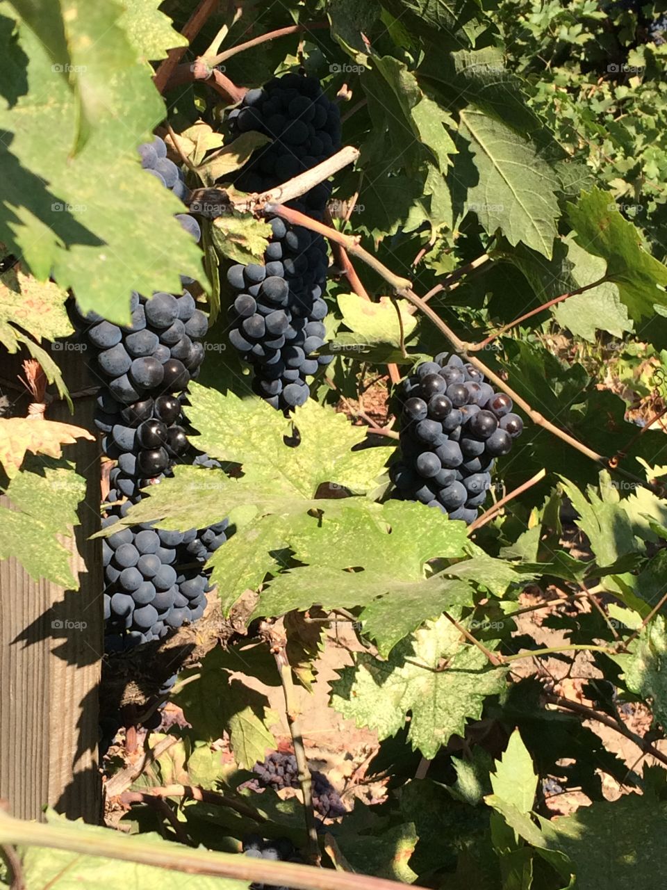 Grapes growing in Lodi, California, vineyard. 