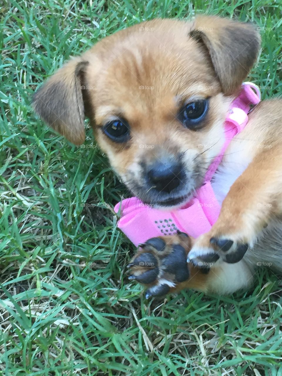 6 Week Old Curious Brown Puppy Dog On Grass Looking As If She’s Giving You A. High-Five haha
