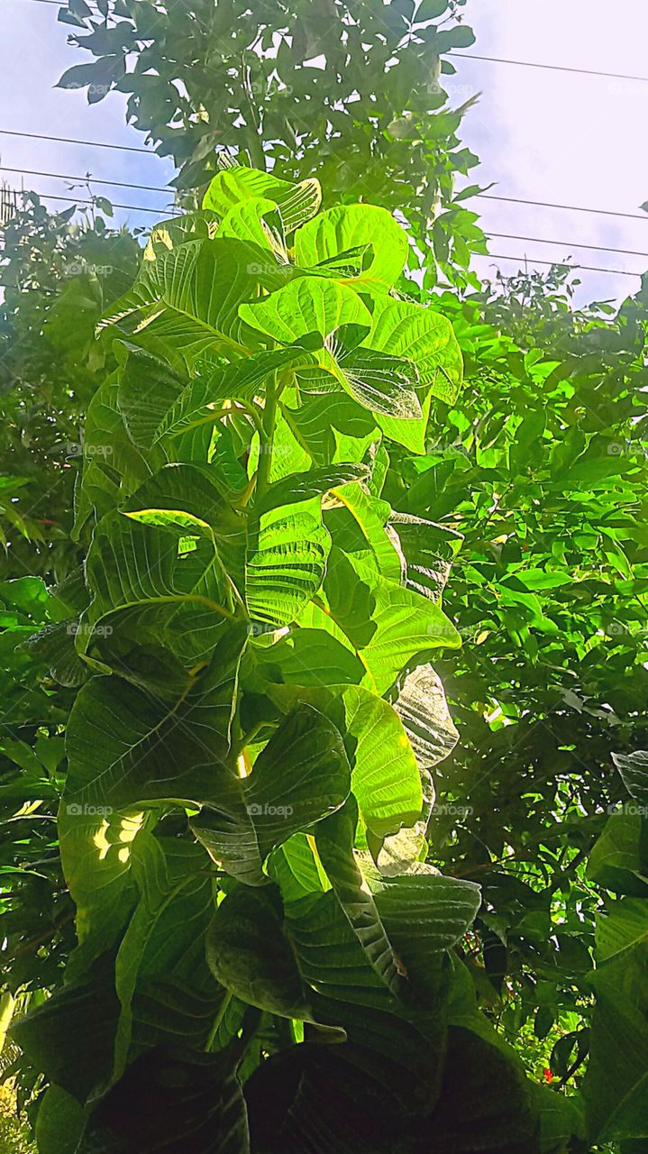 Edson Nilsen 👣 🇬‌🇪‌🇳‌🇹‌🇪‌ 🇲‌🇪‌ 👣 🇸‌🇪‌🇬‌🇺‌🇪‌👣 🇵‌🇴‌🇷‌ 🇫‌🇦‌🇻‌🇴‌🇷‌  👣 ‌👣