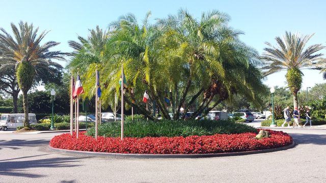 palm trees