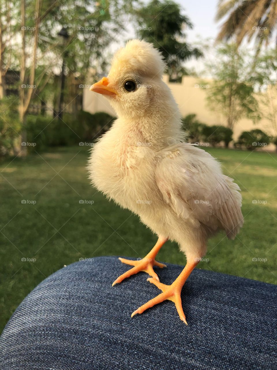 Sweet chick 