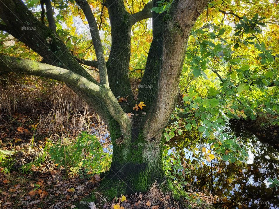 A face at the bottom in a beautiful tree