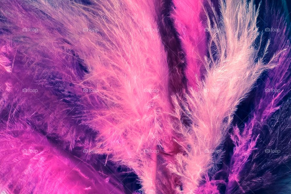 Beautiful feathers