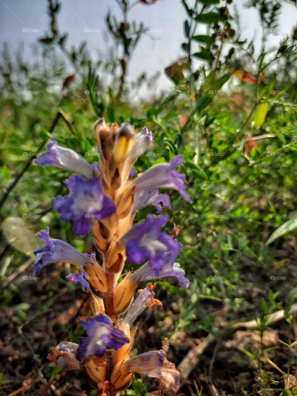 pretty flower in the fields