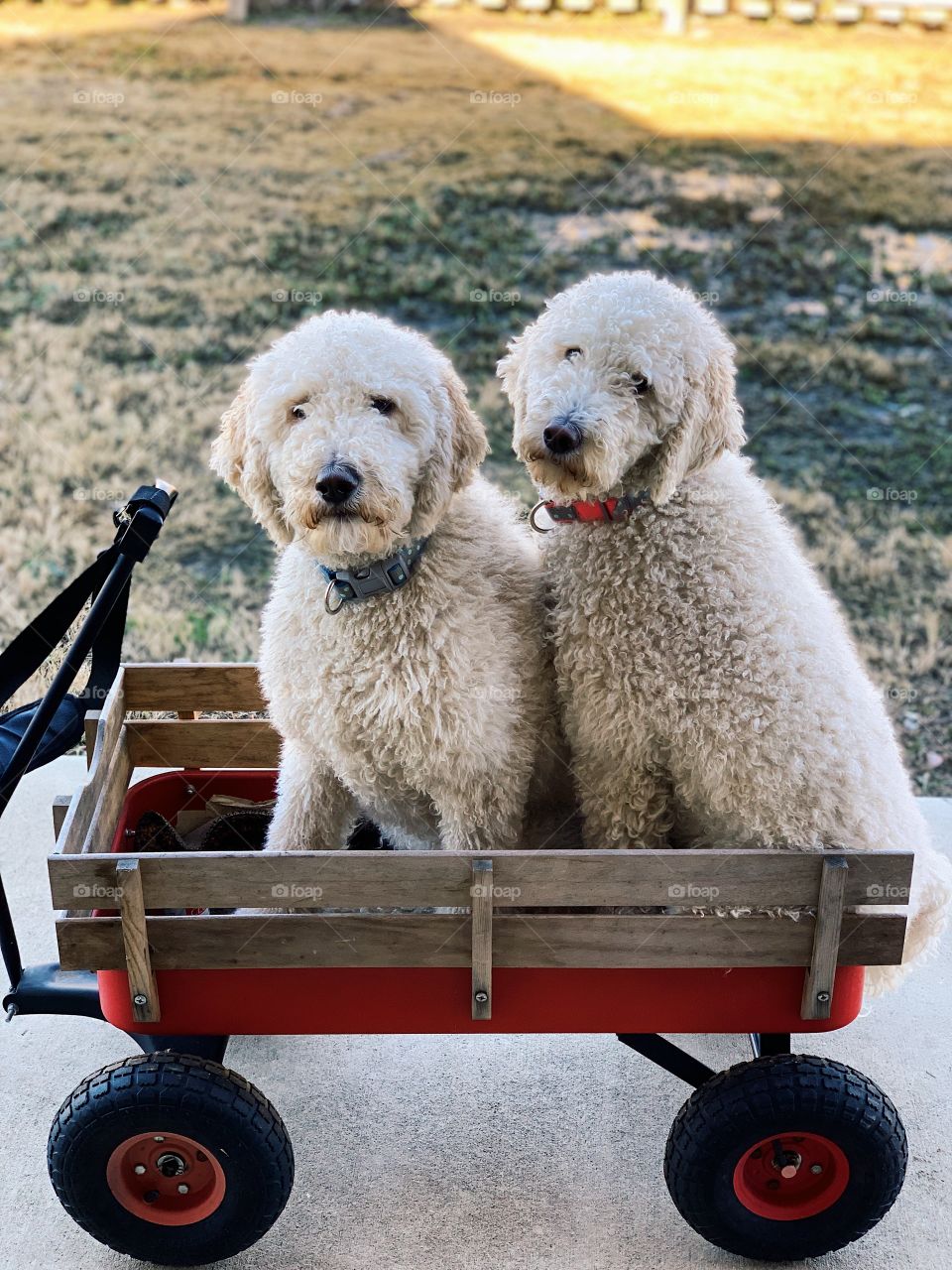 Goldendoodles going for a spring walk in a red wagon