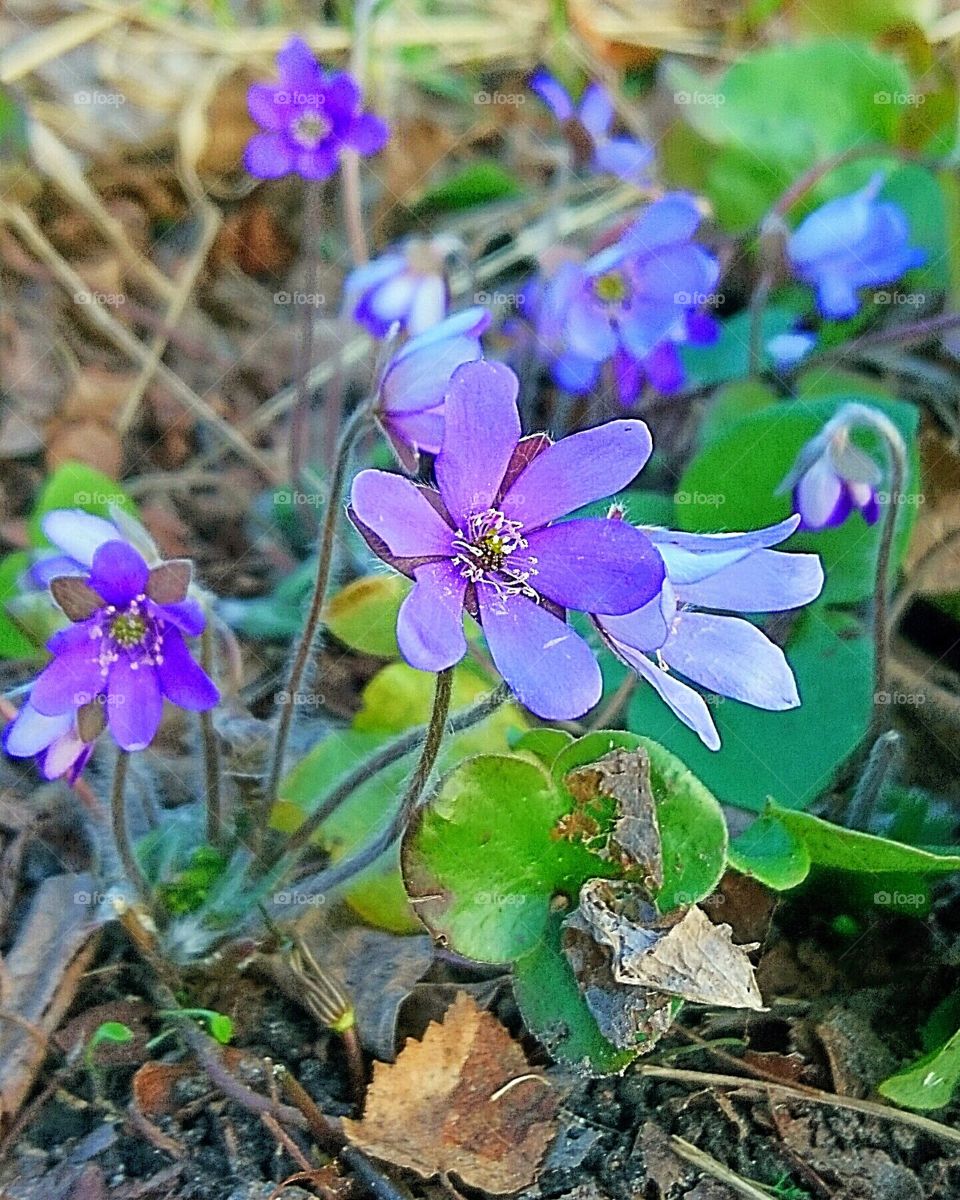 Spring flower