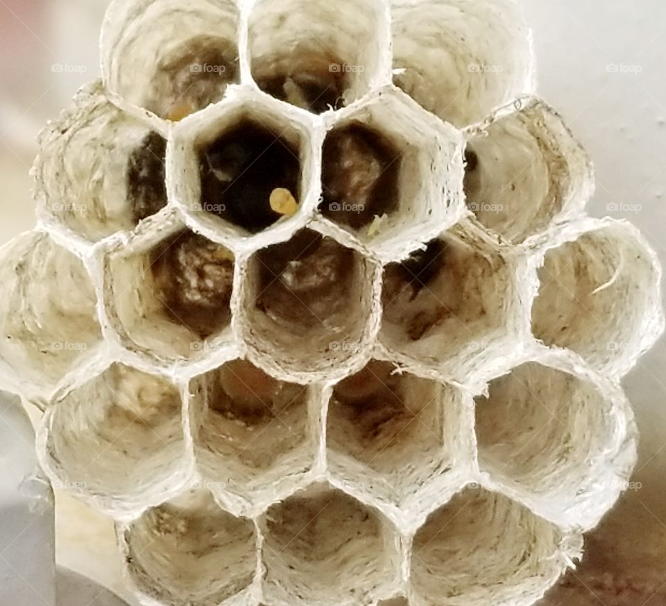 wasp nest texture