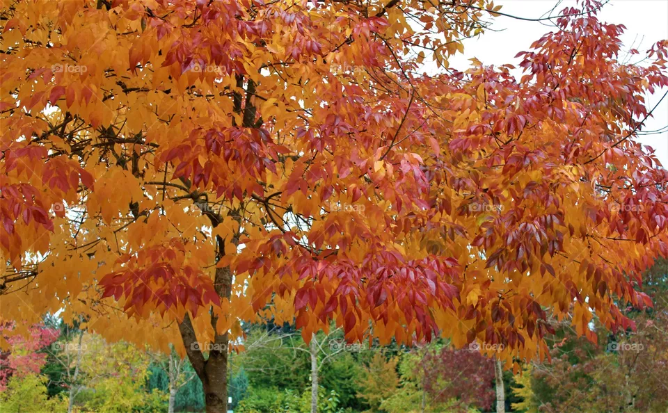 fall colors