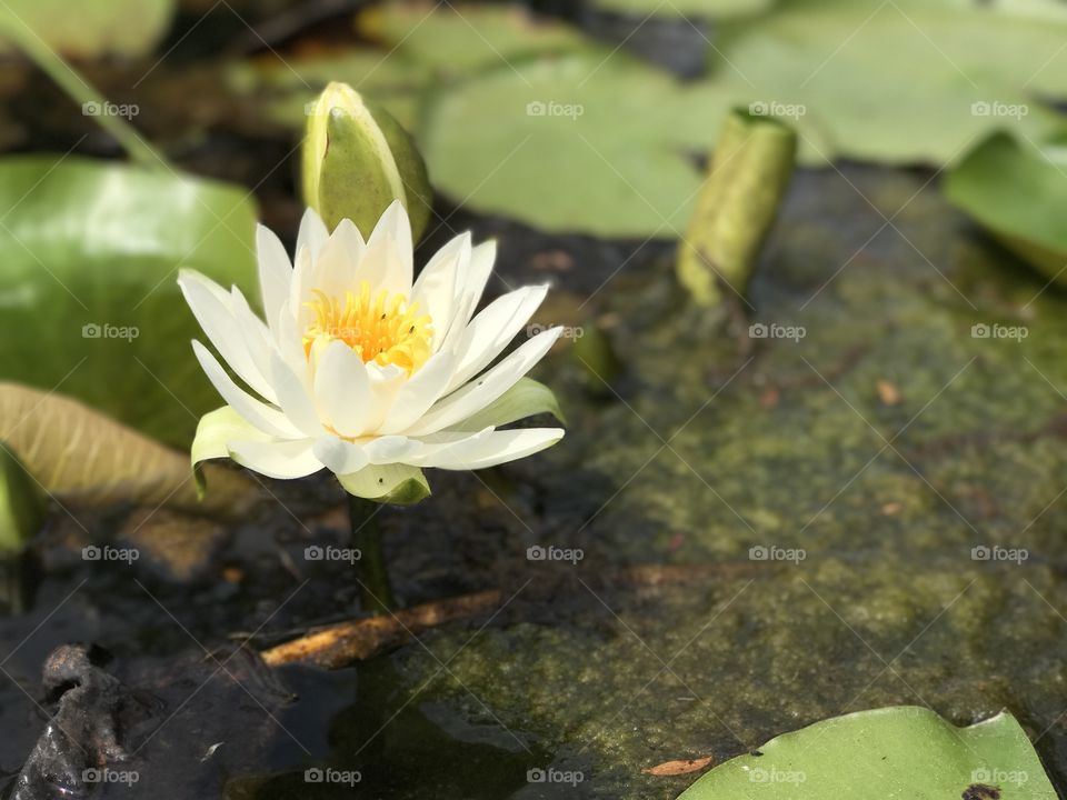 Lily pad