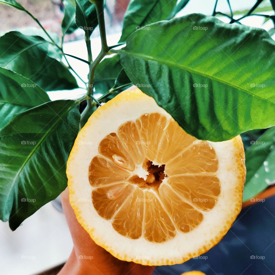 Lemon - beautiful and fresh citrus