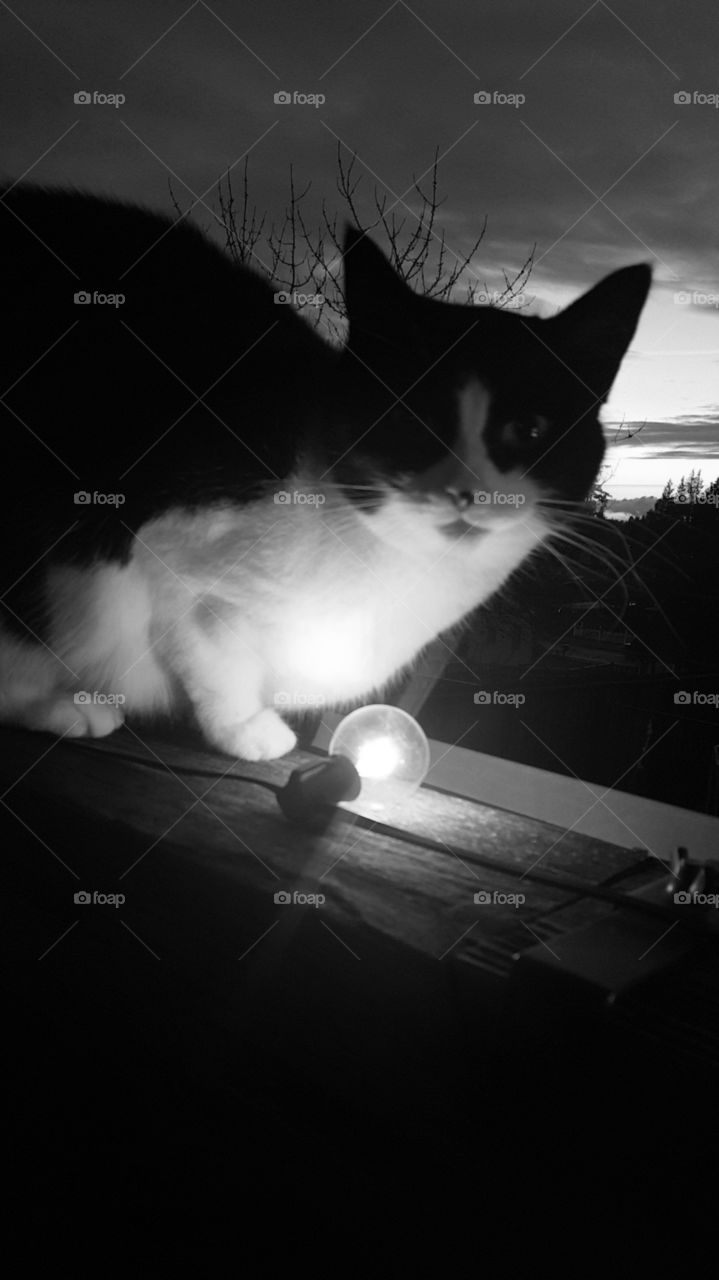 B&W Cat