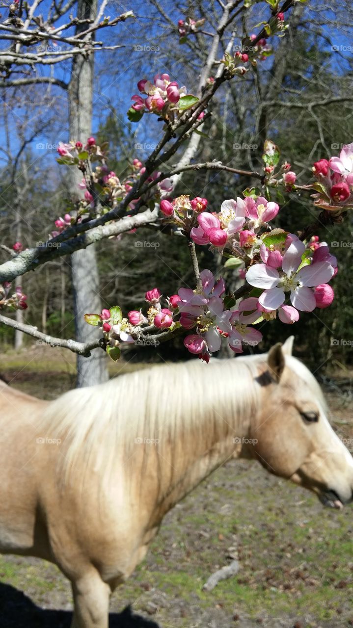 Apple tree is blooming