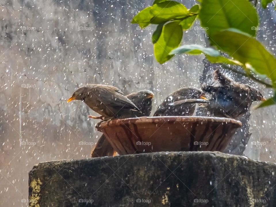 Birds splashing in water