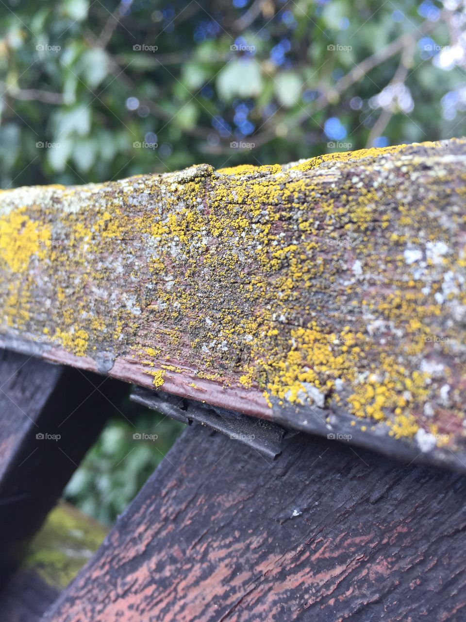 Spotted moss covering a dead painted fence