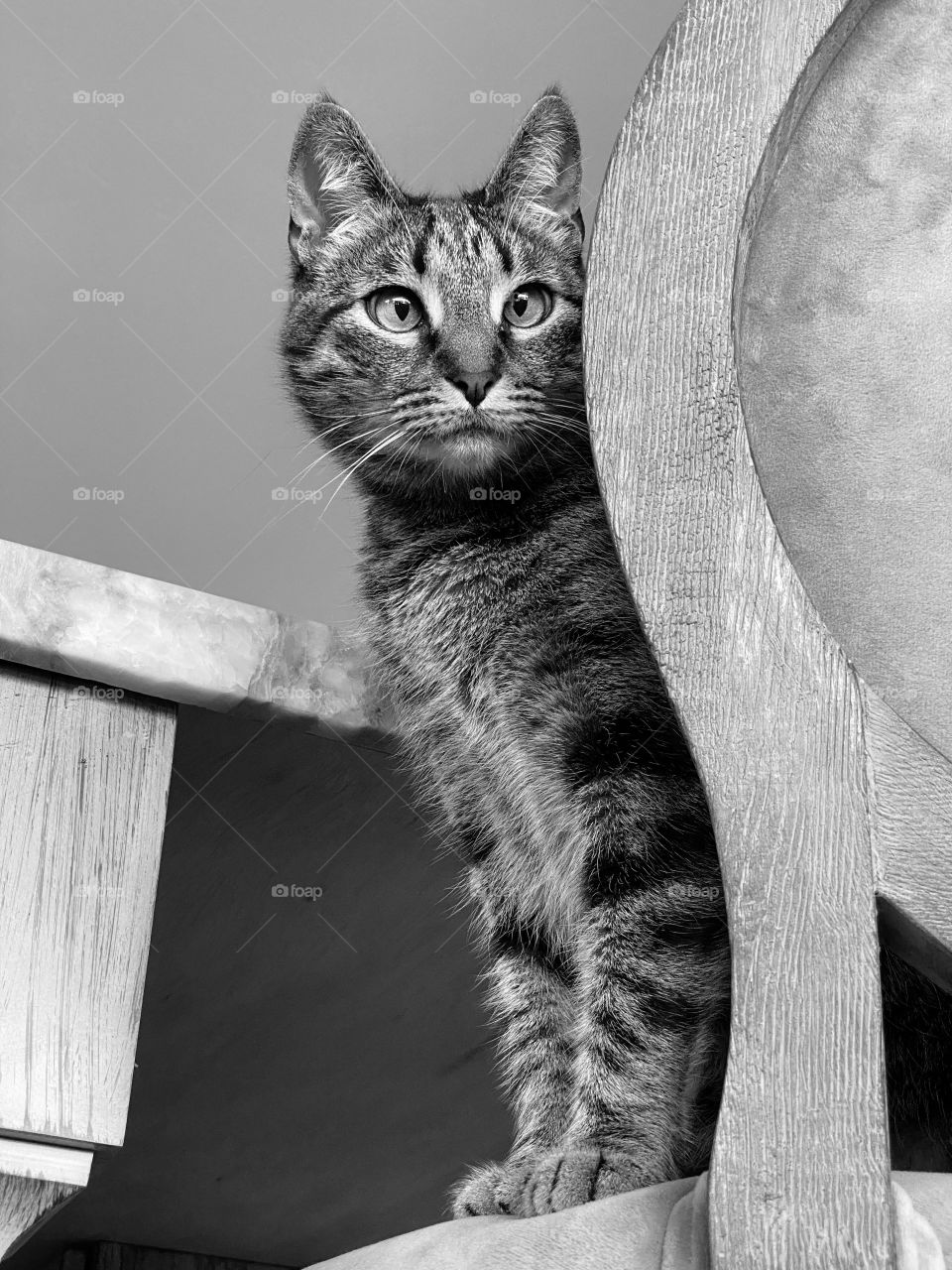 Cute tabby cat sitting on a kitchen chair looking away 