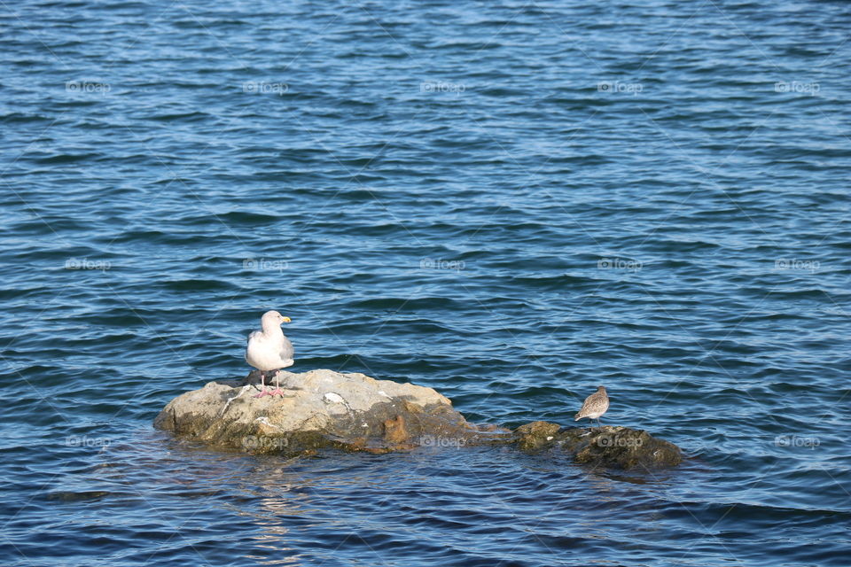 Birds on a rock 