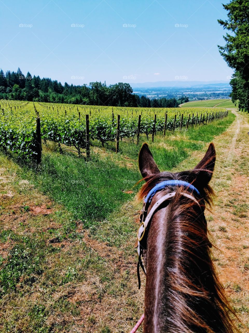 Vineyards on Horseback