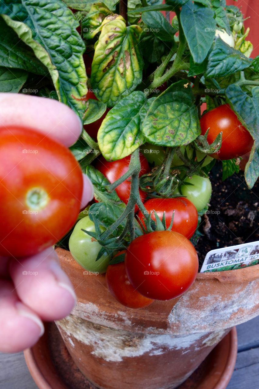 I only planted one tomato plant but it is full of tomatoes and the taste delicious.